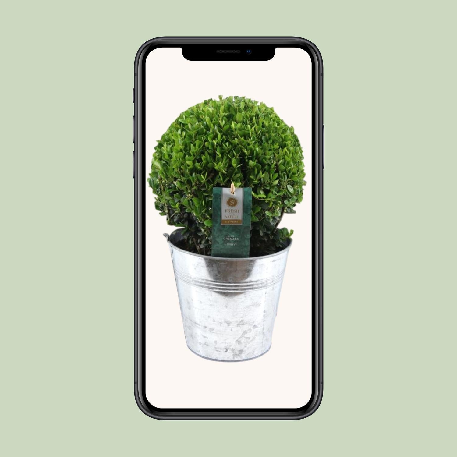 Ilex Crenata 'Jenny'® Ball Ø20cm P17 In Zinc Old-Look (24893)