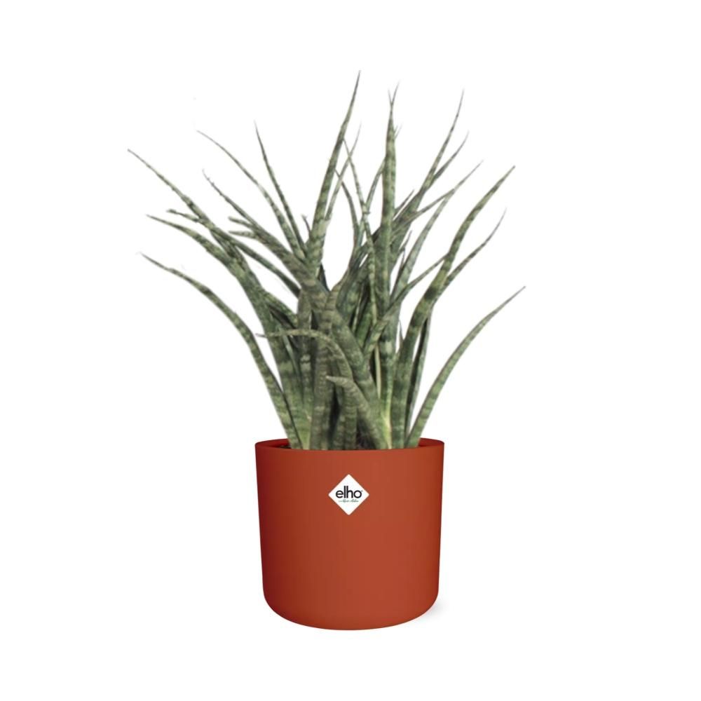 Sansevieria Fernwood Punk in ELHO b.for soft rond 14cm brique (21487)