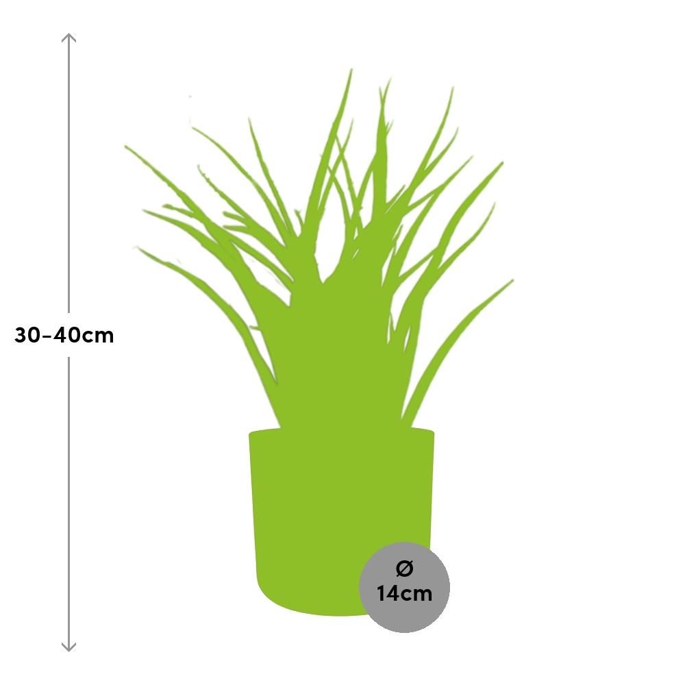 Sansevieria Fernwood Punk in ELHO b.for soft rond 14cm brique (21487)