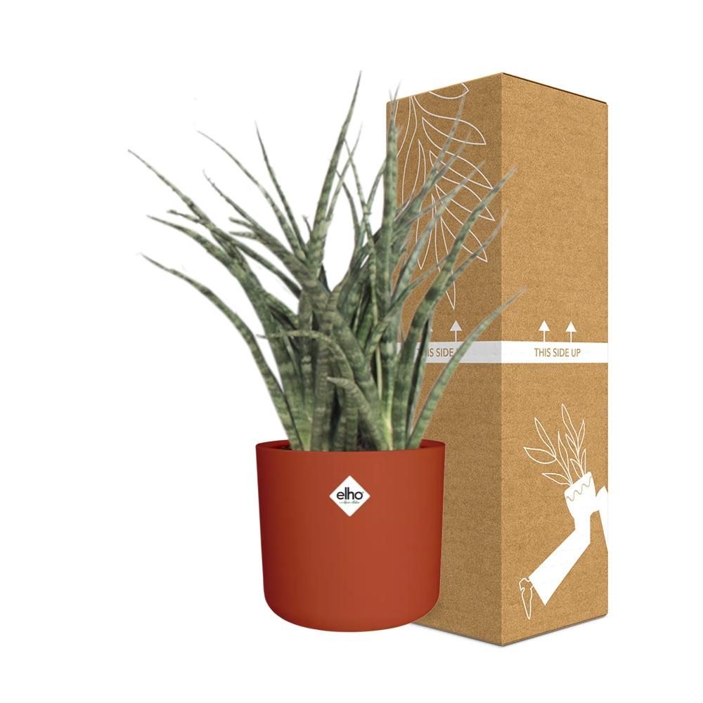 Sansevieria Fernwood Punk in ELHO b.for soft rond 14cm brique (21487)