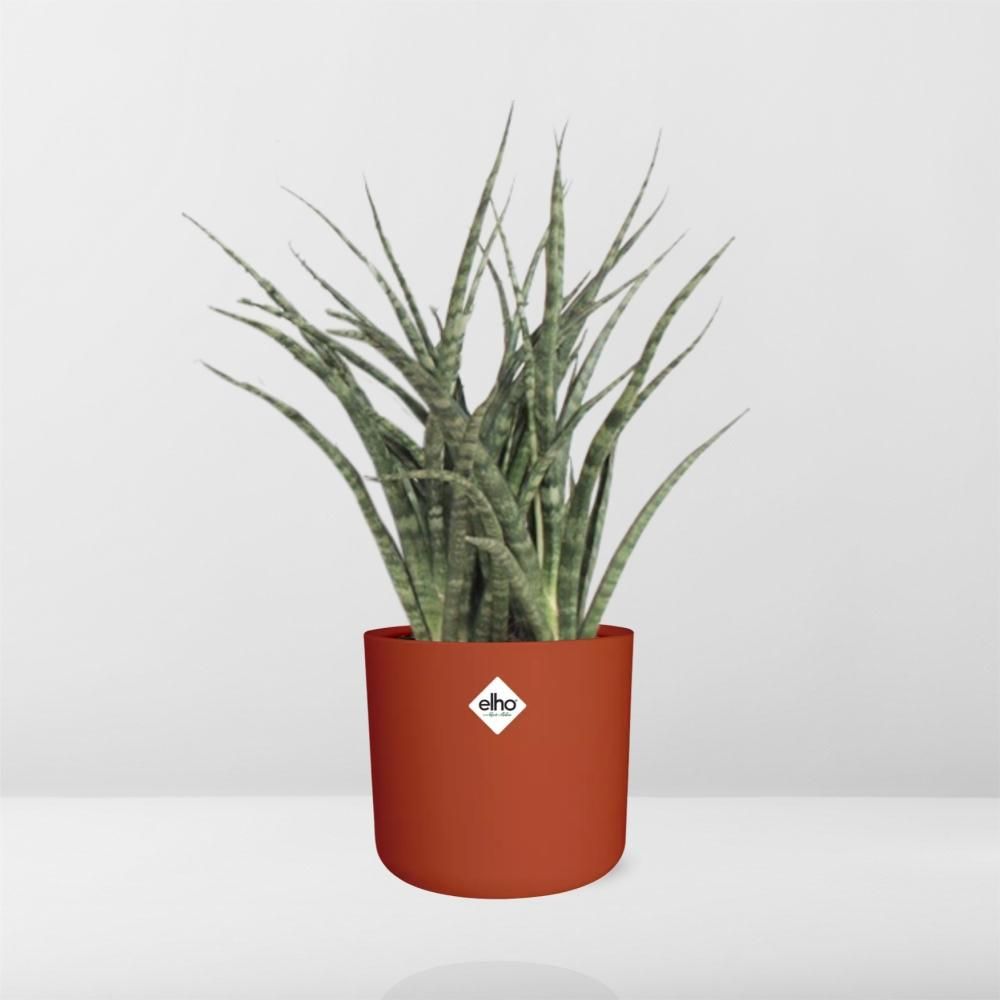 Sansevieria Fernwood Punk in ELHO b.for soft rond 14cm brique (21487)