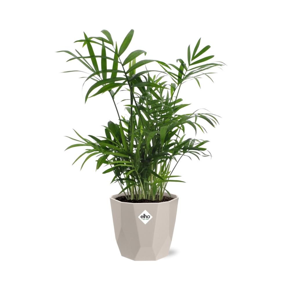 Chamaedorea in ELHO b.for rock 14 cm warm grey (21602)
