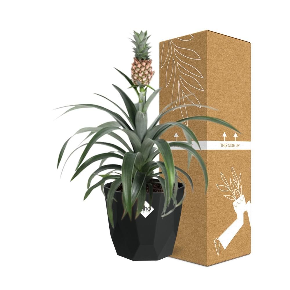 Ananas Mi Amigo in 14cm b.for rock living black (21658)