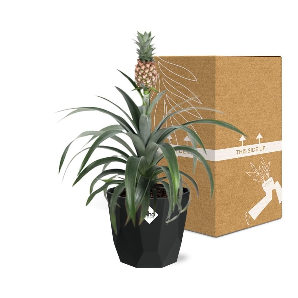 Ananas Mi Amigo in 14cm b.for rock living black (21658)