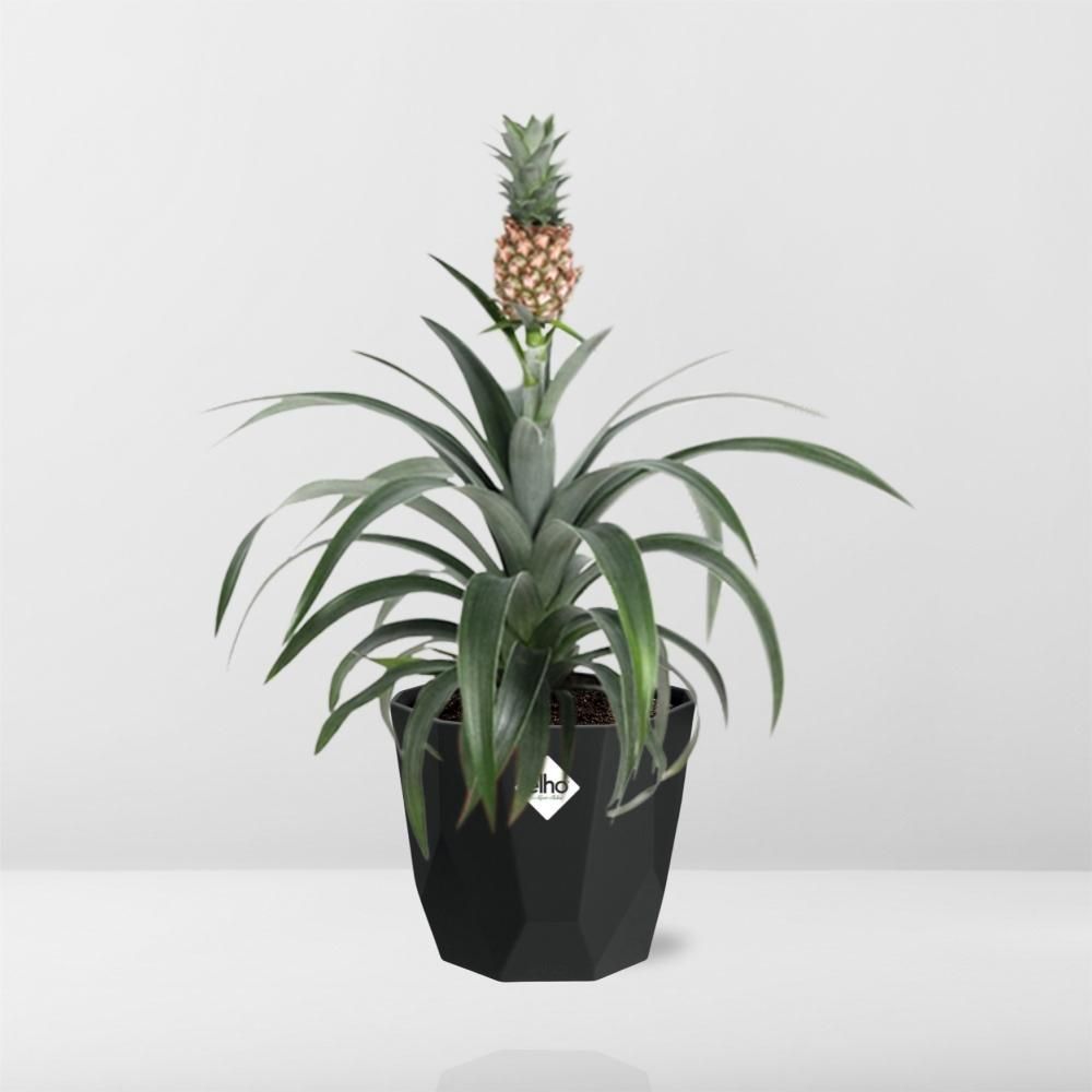 Ananas Mi Amigo in 14cm b.for rock living black (21658)