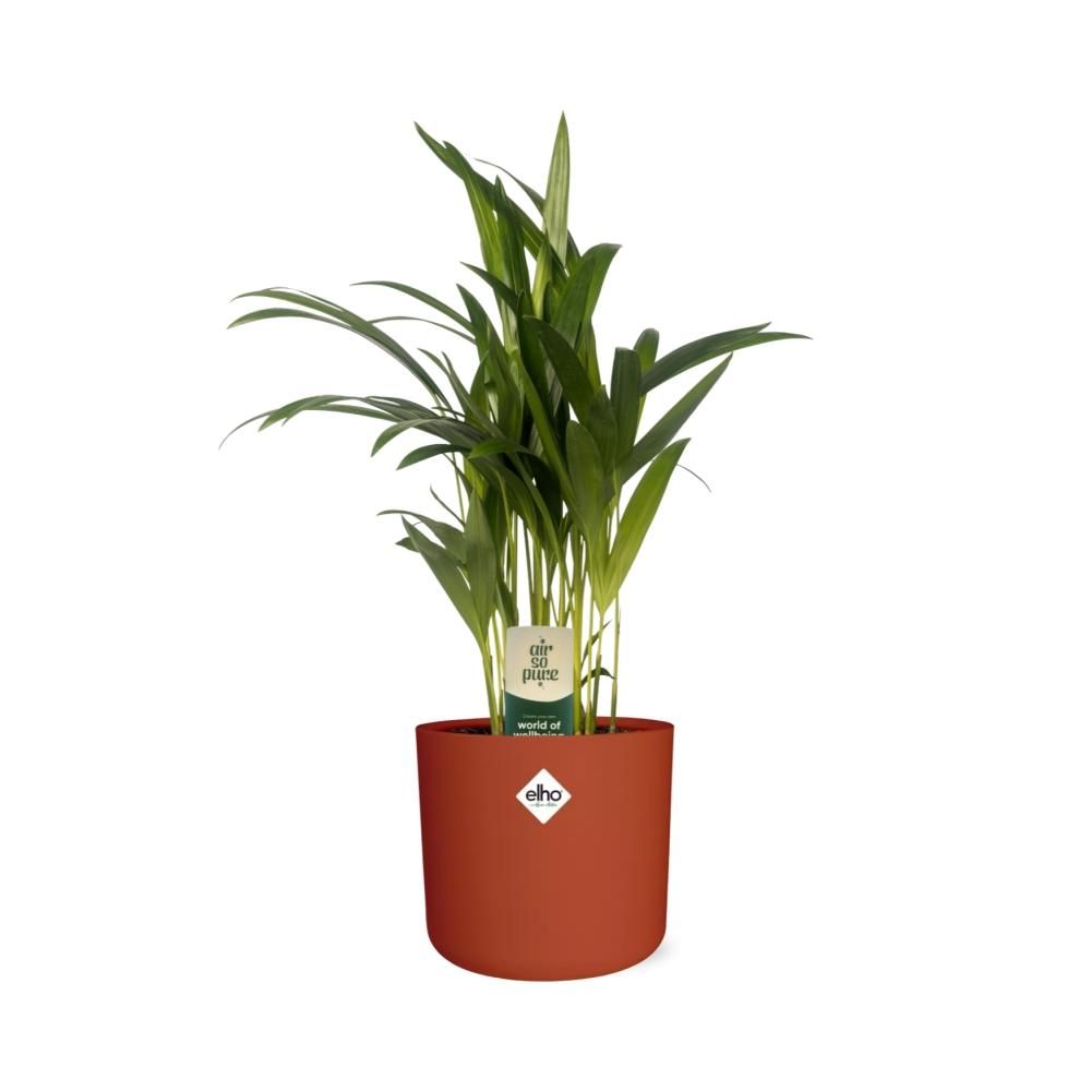 Dypsis Lutescens (Areca) 12cm (zonder Hoes) in ELHO b.for soft rond 14cm brique (21469)