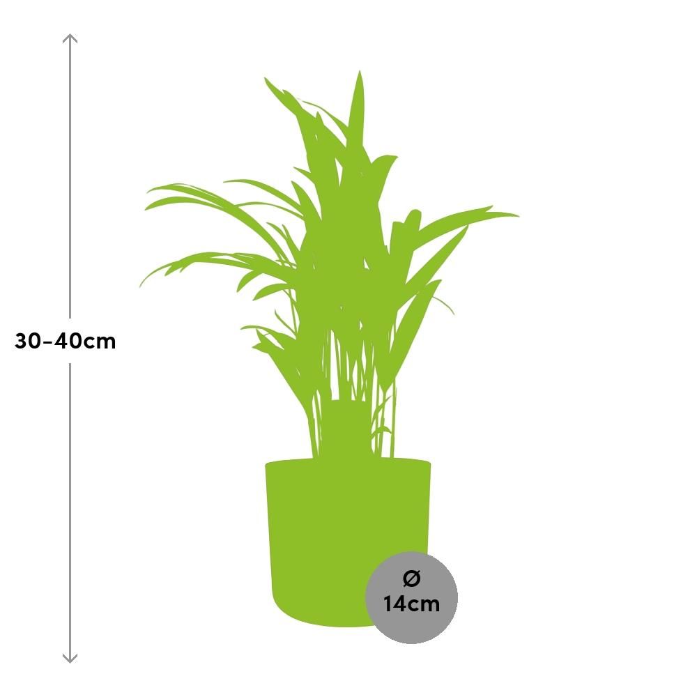 Dypsis Lutescens (Areca) 12cm (zonder Hoes) in ELHO b.for soft rond 14cm brique (21469)