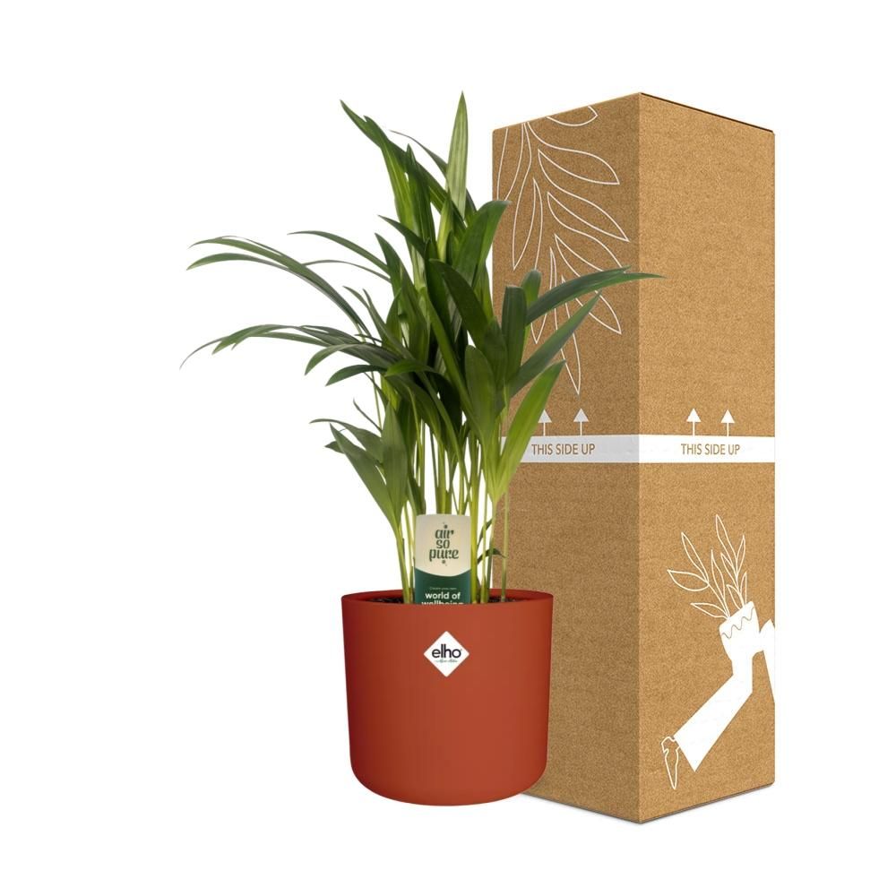 Dypsis Lutescens (Areca) 12cm (zonder Hoes) in ELHO b.for soft rond 14cm brique (21469)