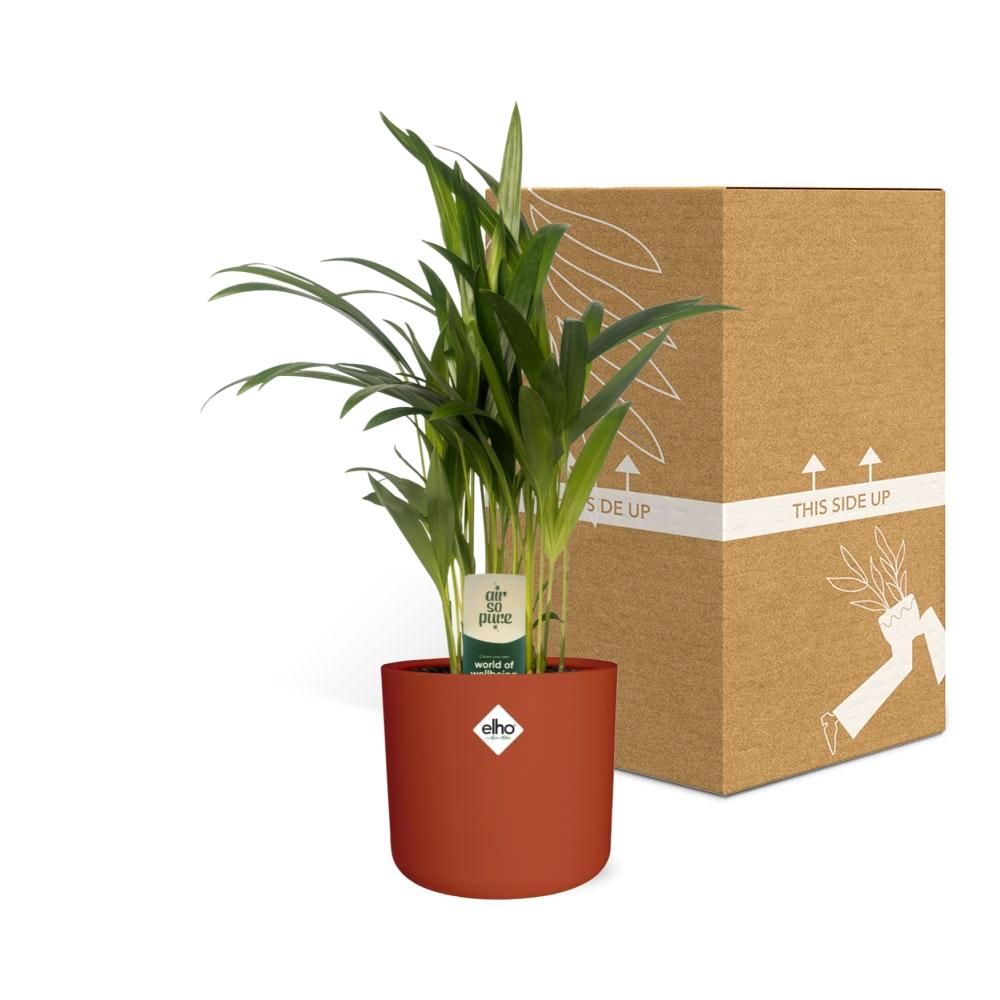 Dypsis Lutescens (Areca) 12cm (zonder Hoes) in ELHO b.for soft rond 14cm brique (21469)
