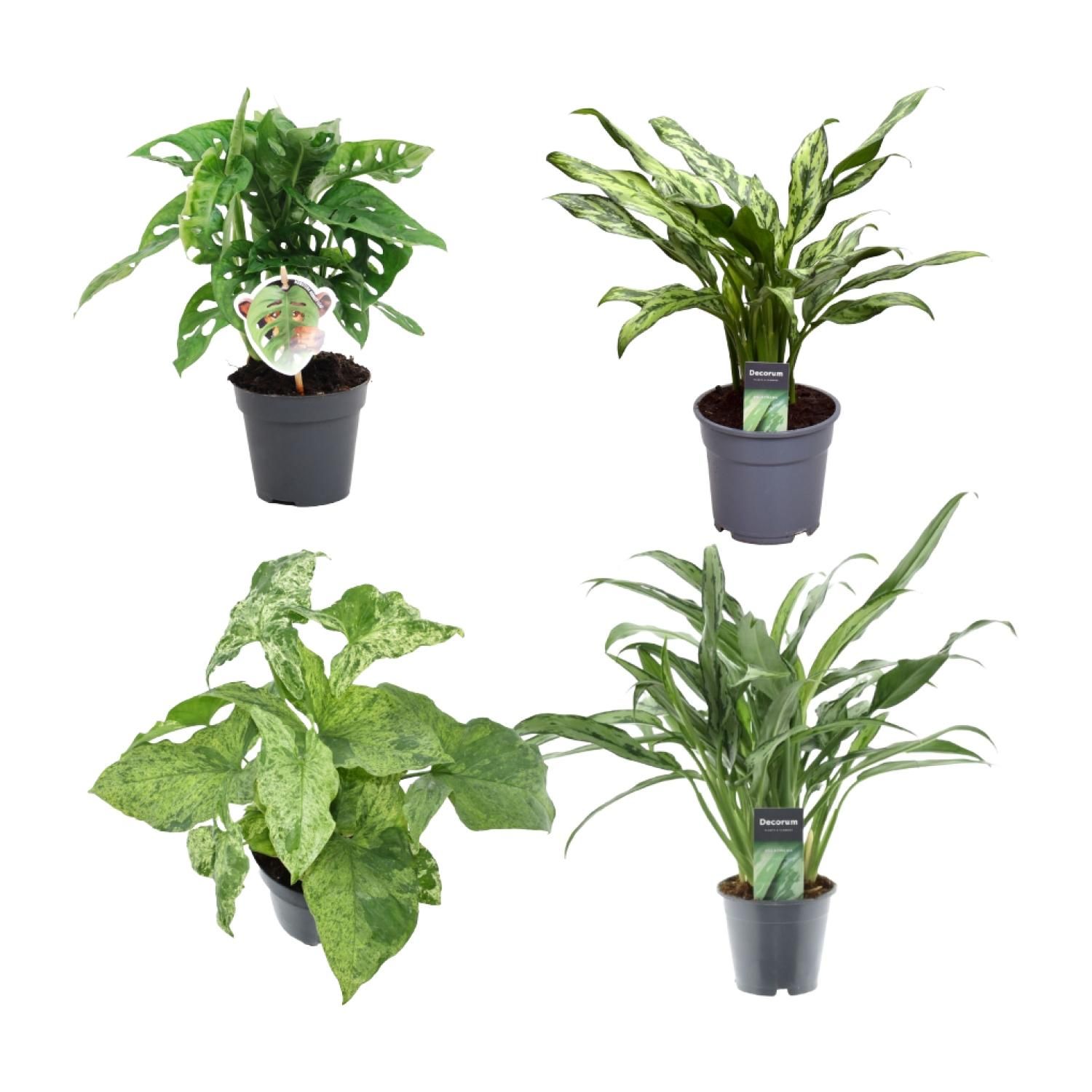 Groen mix 4 planten - Monstera obliqua 'Monkey Leaf' - 25 cm - ø12 - Aglaonema Juliette - 40 cm - ø12 - Syngonium Mottled - 25 cm - ø12 - Aglaonem (8721081685284)