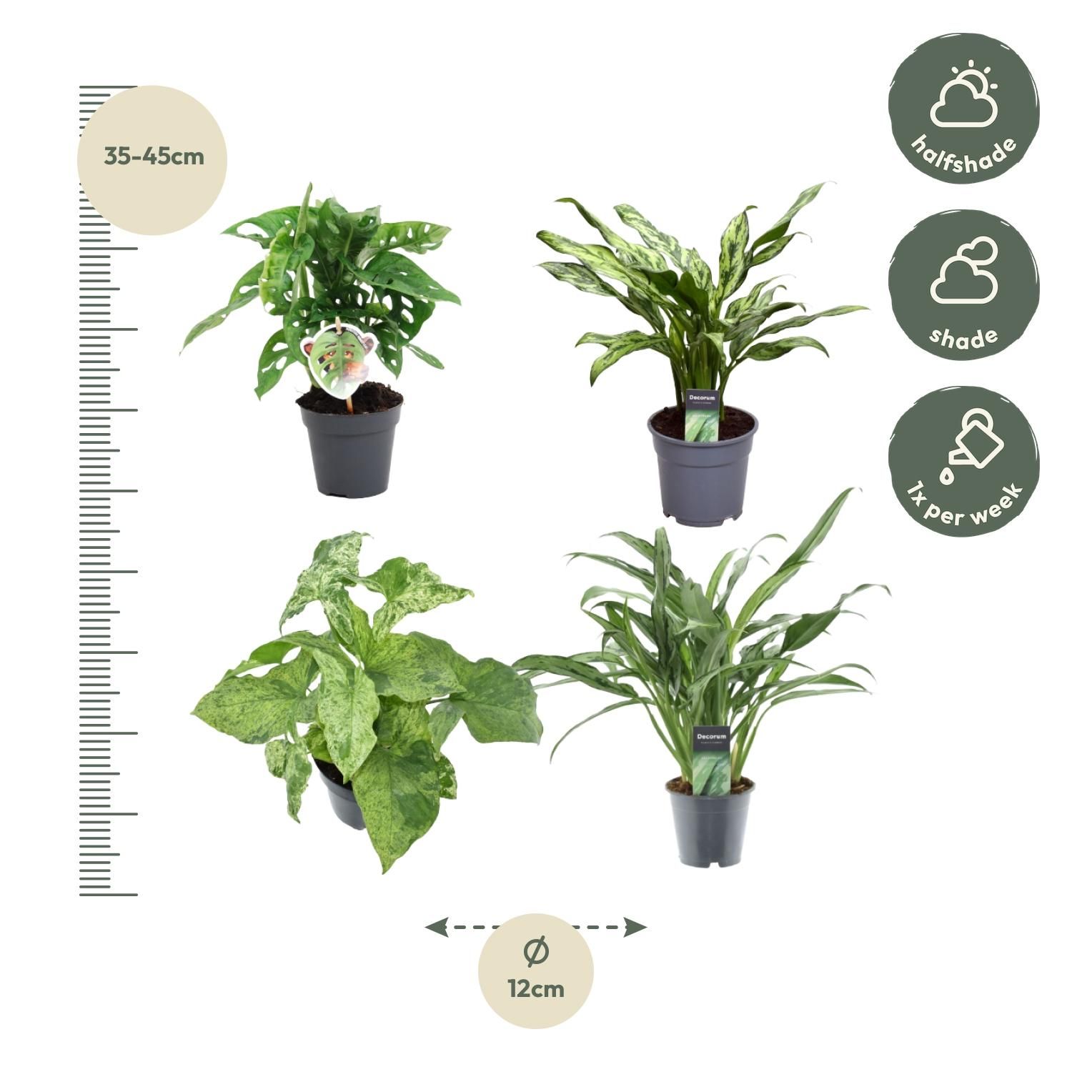 Groen mix 4 planten - Monstera obliqua 'Monkey Leaf' - 25 cm - ø12 - Aglaonema Juliette - 40 cm - ø12 - Syngonium Mottled - 25 cm - ø12 - Aglaonem (8721081685284)