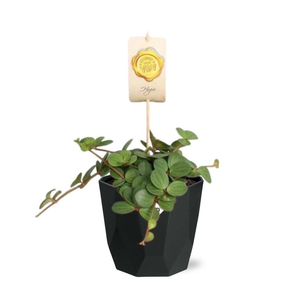 Peperomia ‘Hope’ in 14cm b.for rock living black (21758)