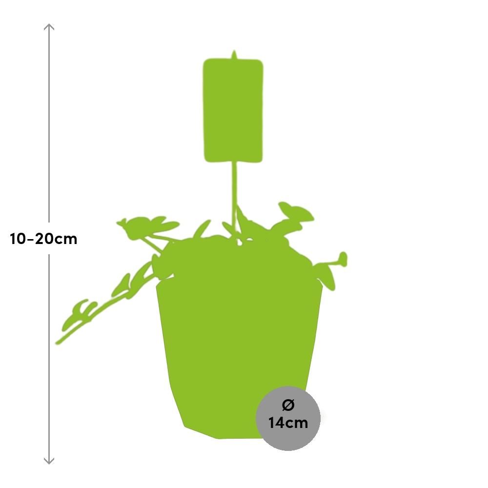 Peperomia ‘Hope’ in 14cm b.for rock living black (21758)