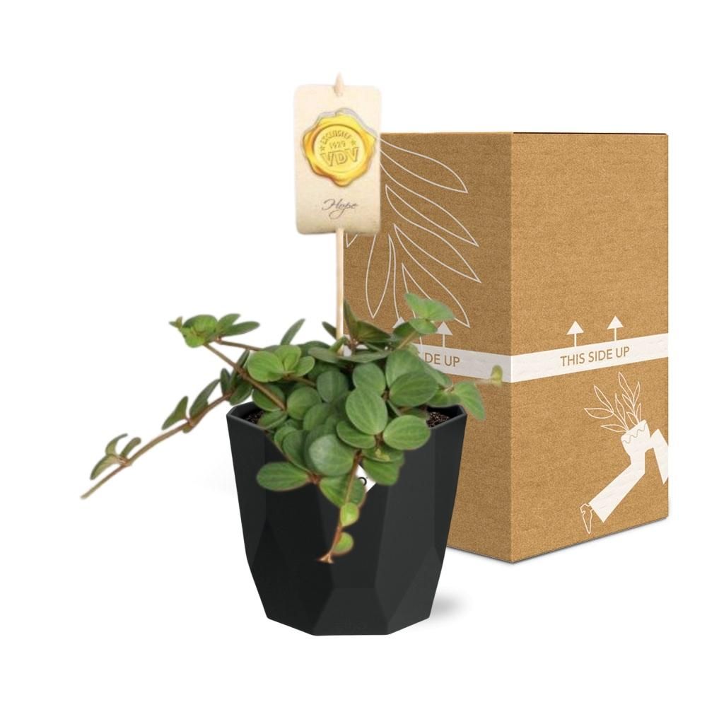 Peperomia ‘Hope’ in 14cm b.for rock living black (21758)