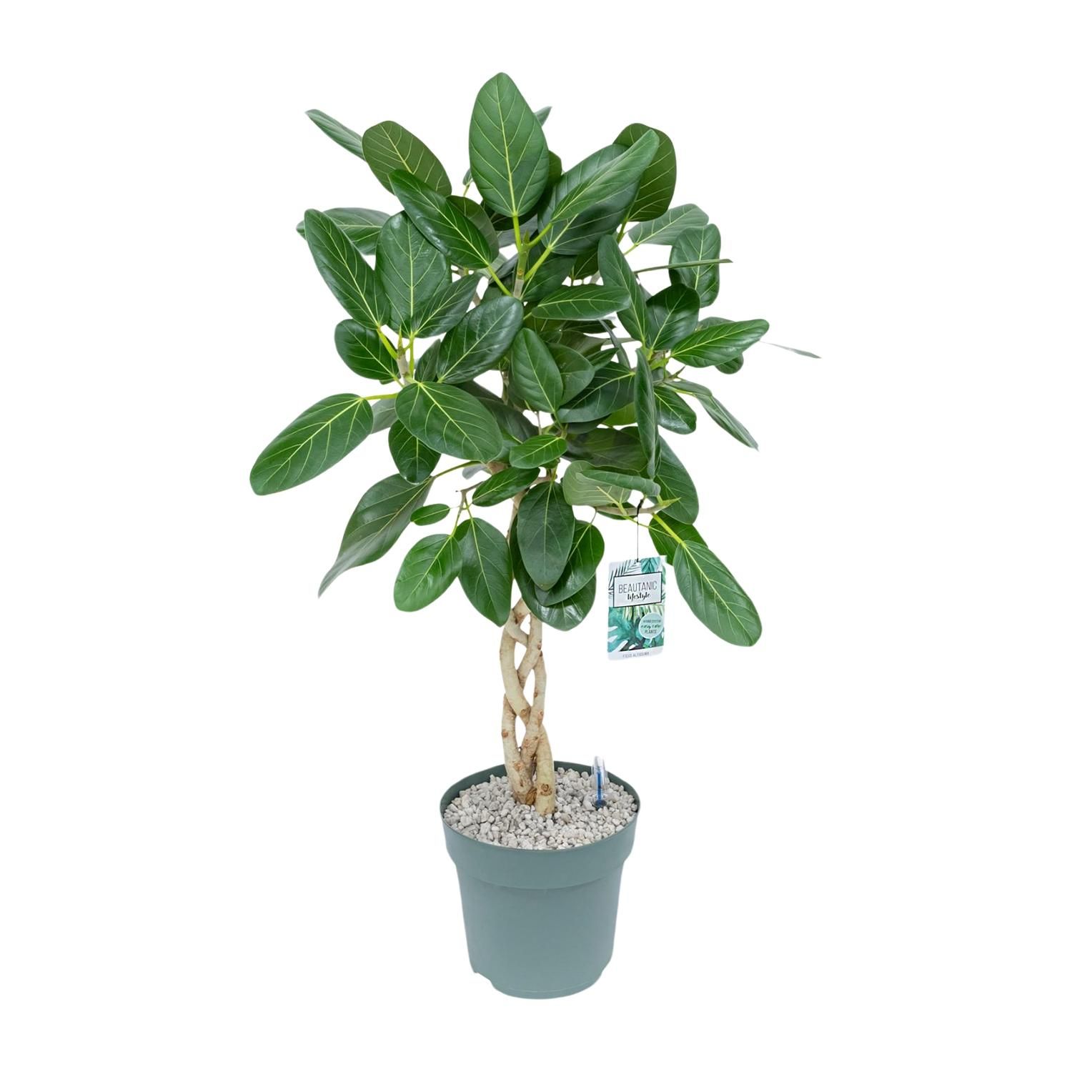 Ficus Altissima (25004)