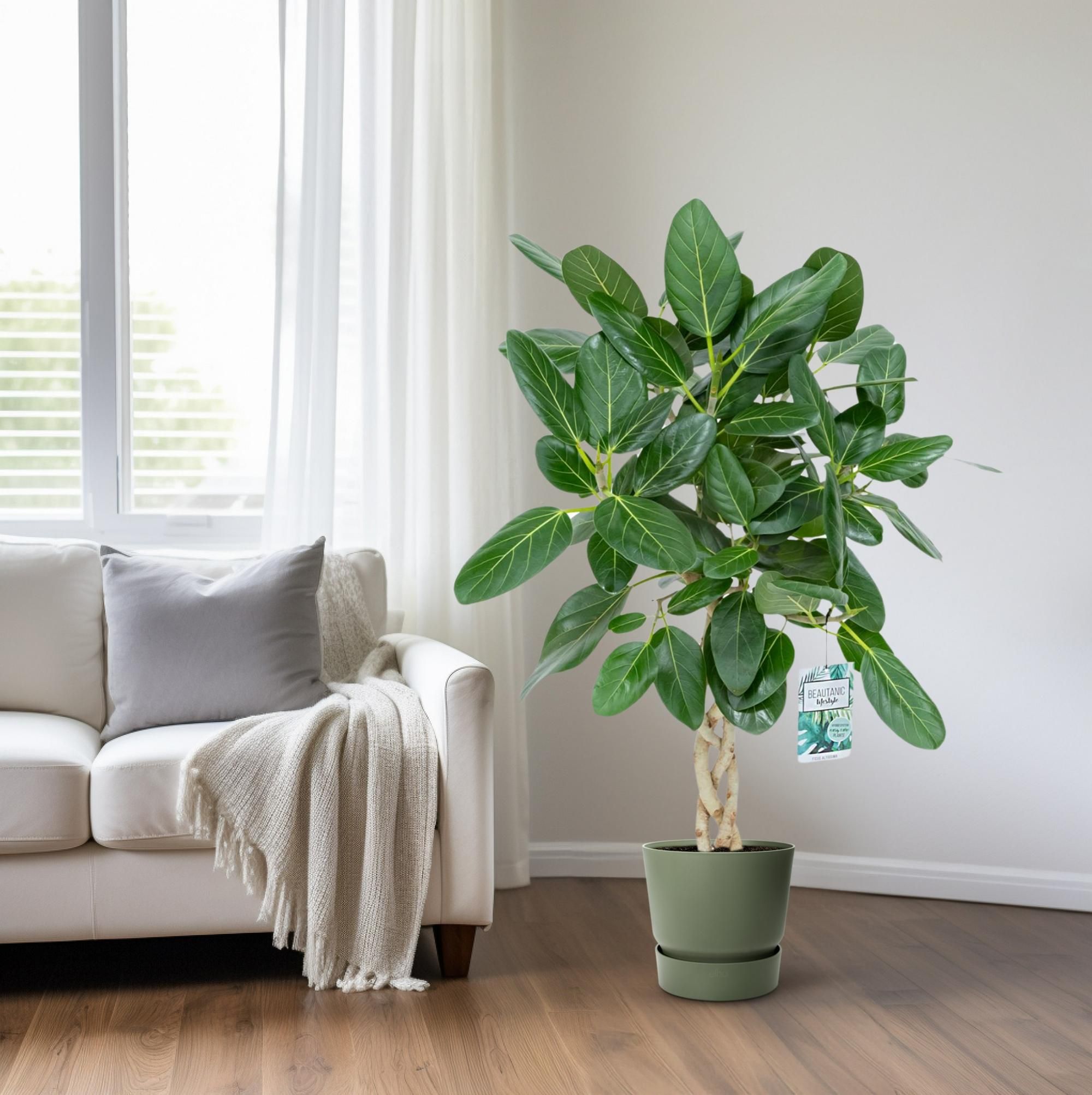 Ficus Altissima (25004)