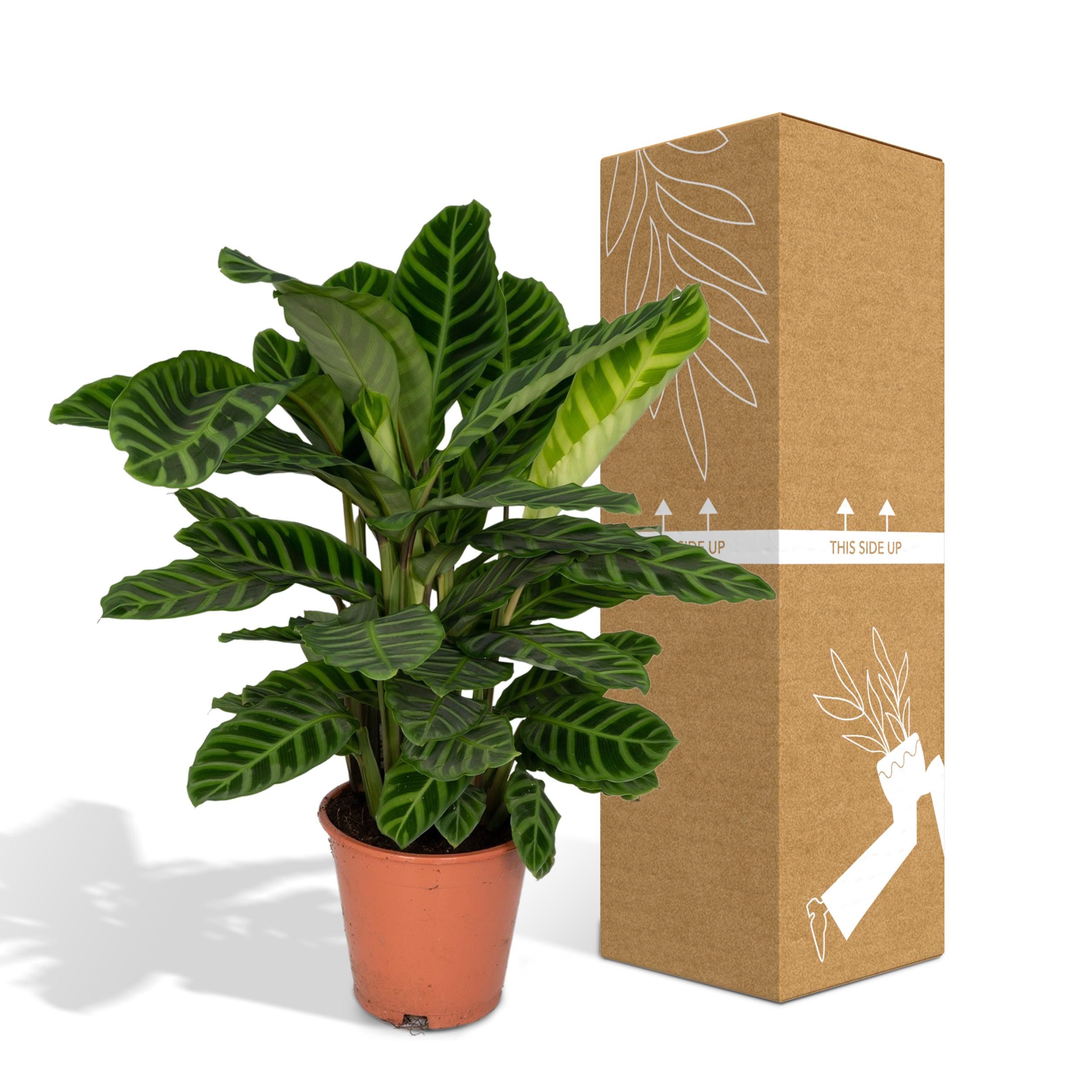 Calathea Zebrina - Pauwenplant (8720634284004)