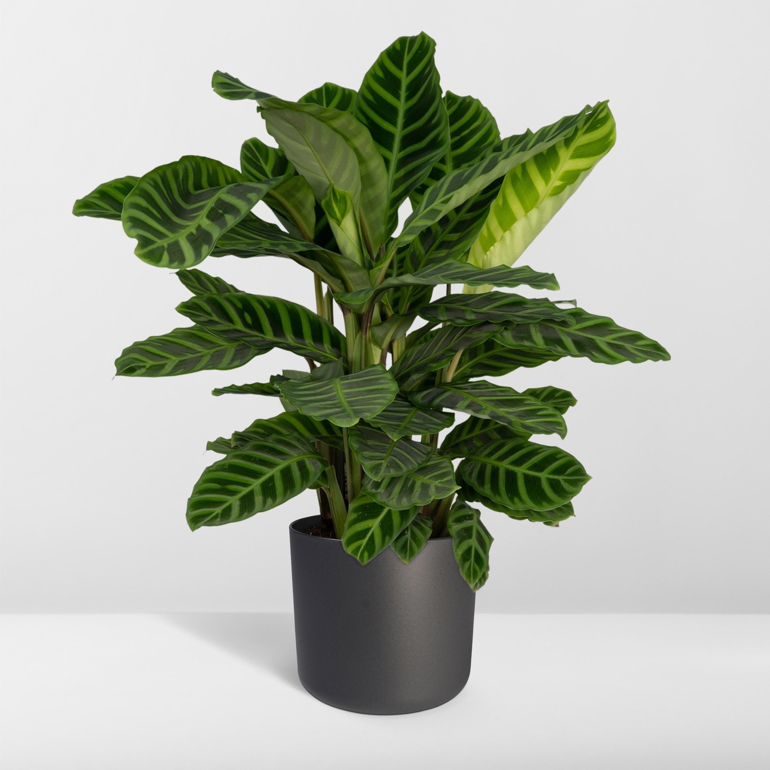 Calathea Zebrina - Pauwenplant (8720634284004)