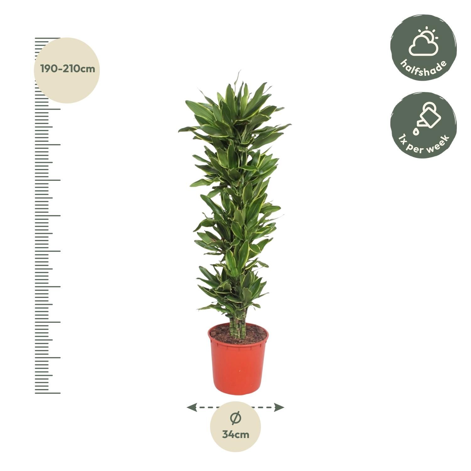Dracaena Golden Coast - 200 cm - ø34 (8721055690160)