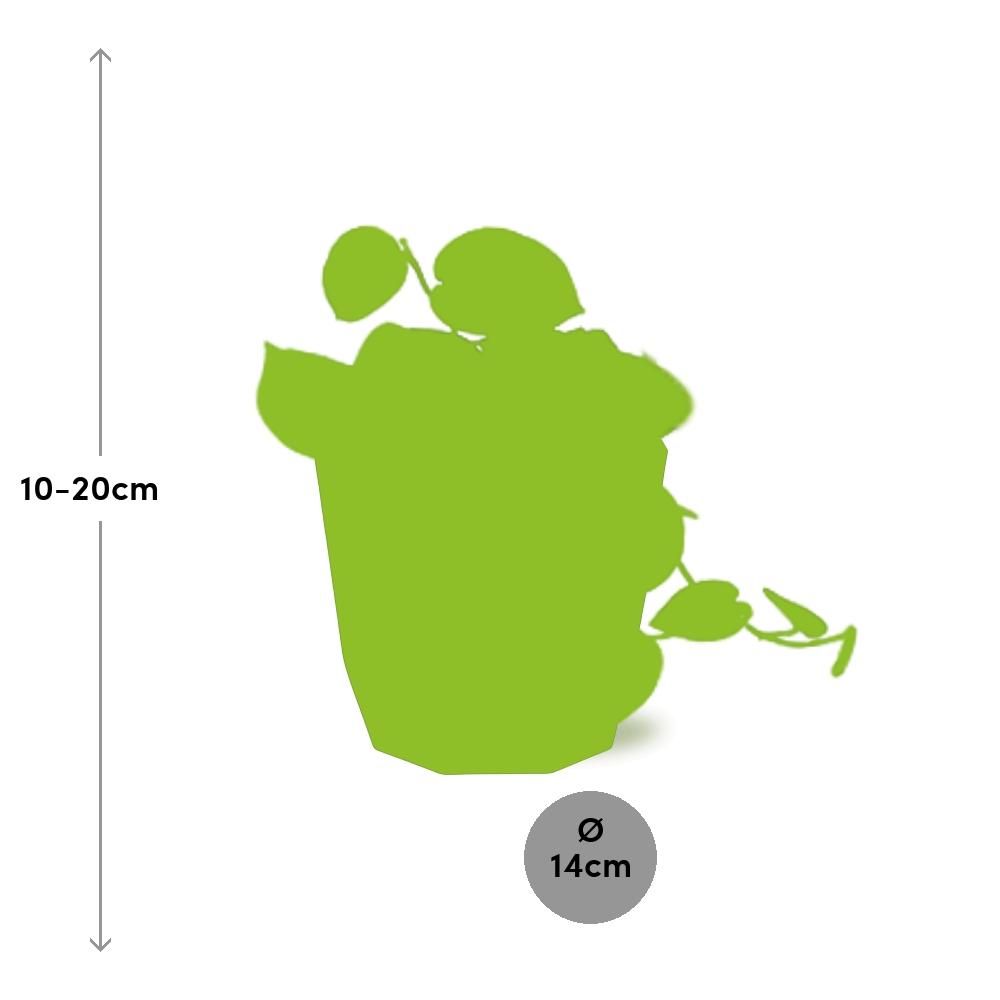 Scindapsus Pictus ‘Argyraeus’ in 14cm b.for rock living black (21646)