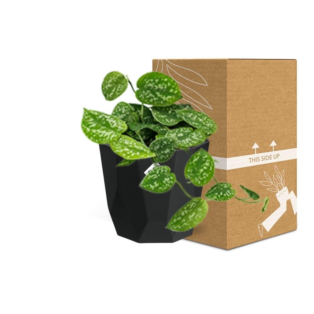 Scindapsus Pictus ‘Argyraeus’ in 14cm b.for rock living black (21646)