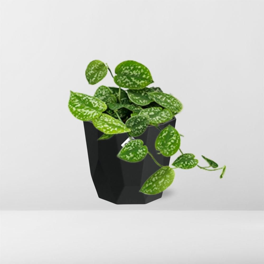 Scindapsus Pictus ‘Argyraeus’ in 14cm b.for rock living black (21646)