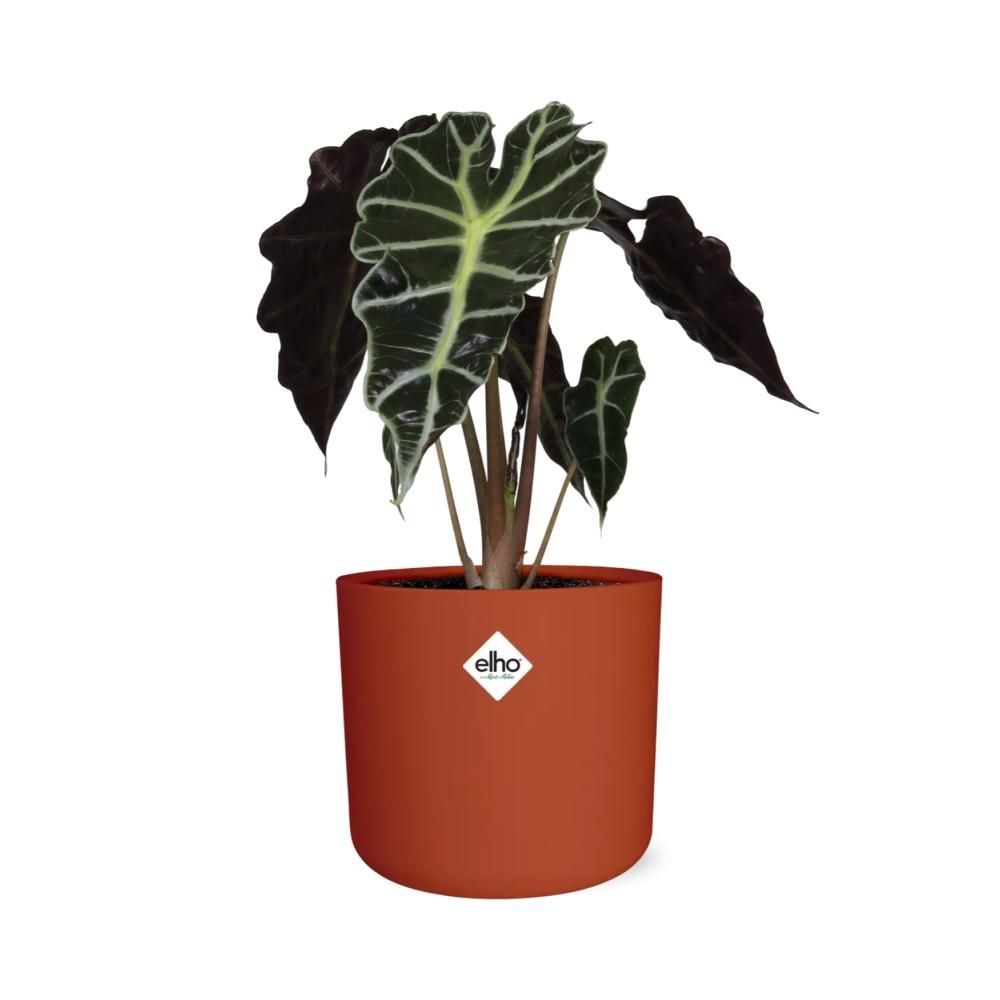 Alocasia ‘Polly’ in ELHO b.for soft rond 14cm brique (21501)