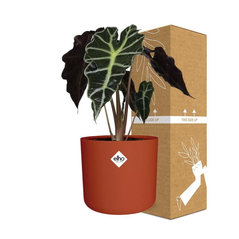 Alocasia ‘Polly’ in ELHO b.for soft rond 14cm brique (21501)