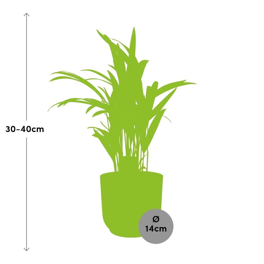 Dypsis Lutescens (Areca) 12cm in ELHO Vibes Fold 14cm roze (21725)