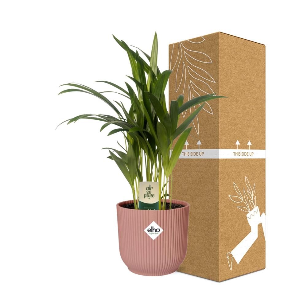 Dypsis Lutescens (Areca) 12cm in ELHO Vibes Fold 14cm roze (21725)