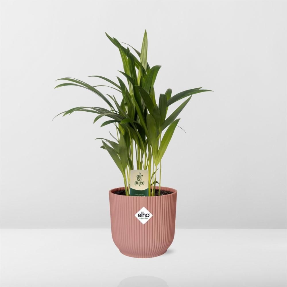 Dypsis Lutescens (Areca) 12cm in ELHO Vibes Fold 14cm roze (21725)