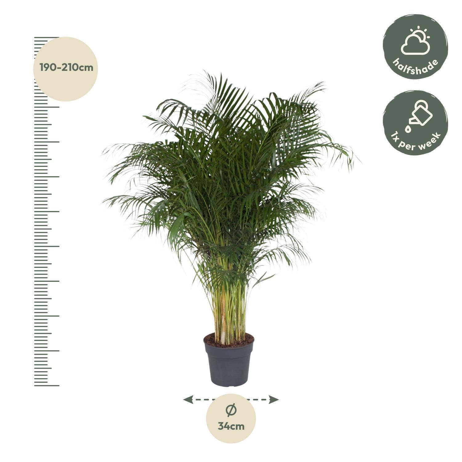 Dypsis Lutescens - 200 cm - ø34 (8721055692805)