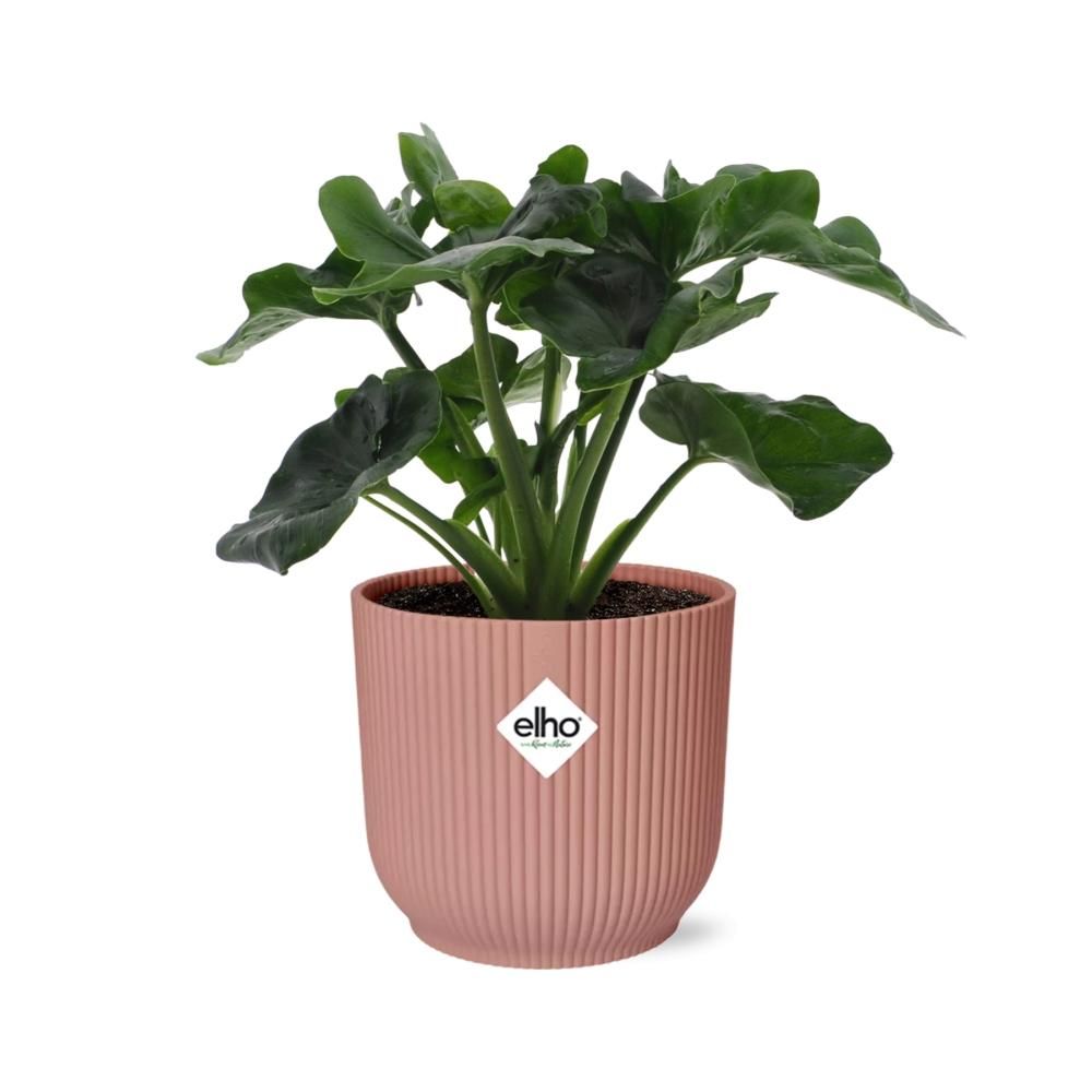 Philodendron Atom in ELHO Vibes Fold 14cm roze (21738)
