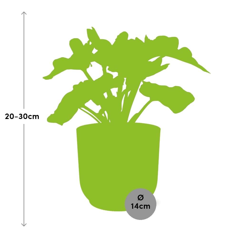 Philodendron Atom in ELHO Vibes Fold 14cm roze (21738)