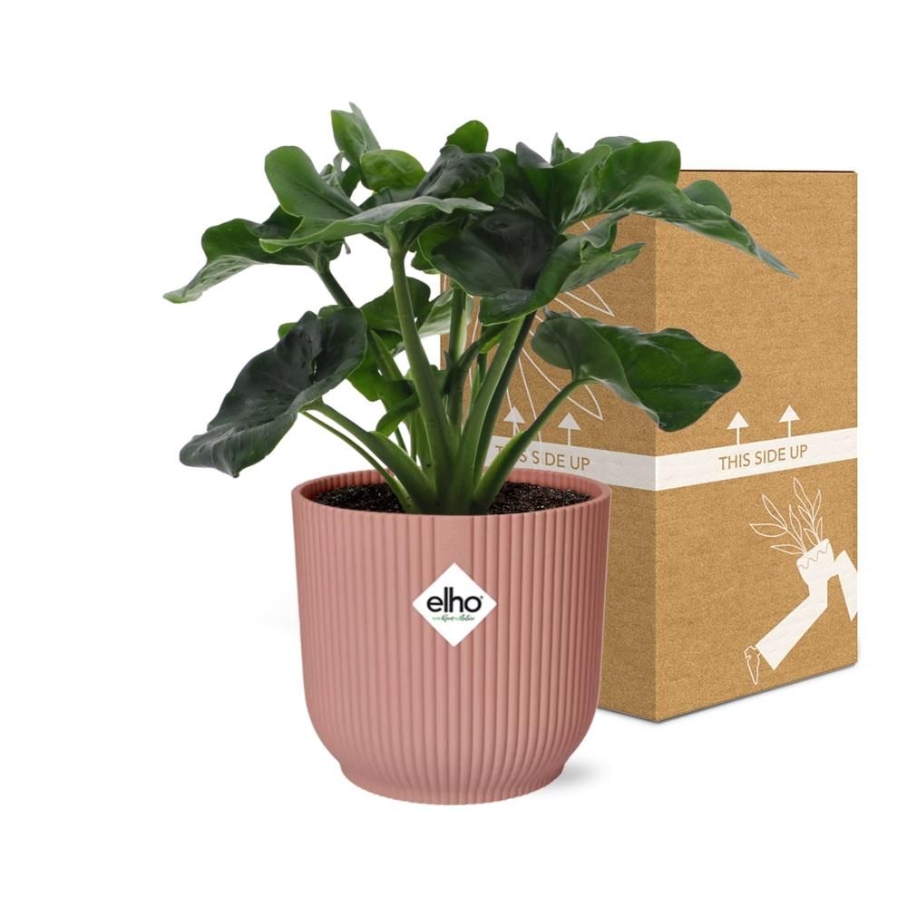 Philodendron Atom in ELHO Vibes Fold 14cm roze (21738)