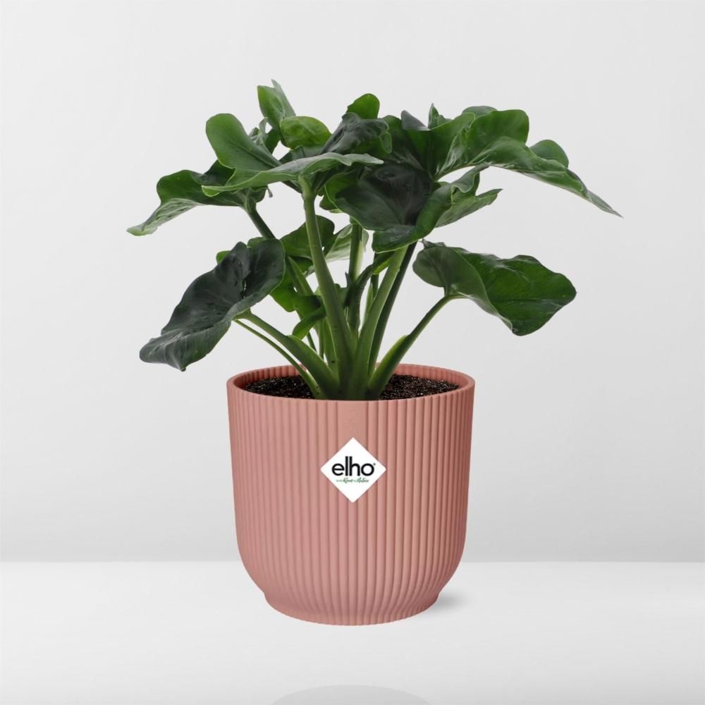 Philodendron Atom in ELHO Vibes Fold 14cm roze (21738)