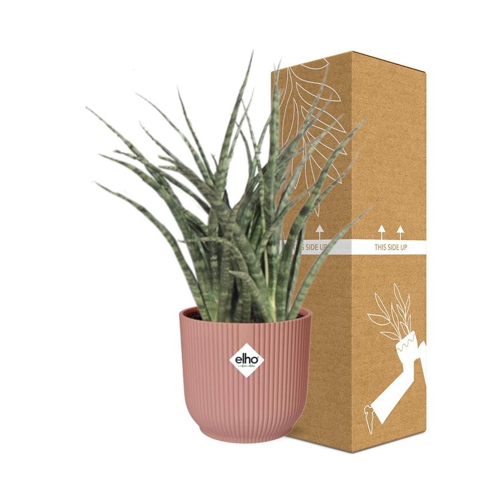 Sansevieria Fernwood Punk in ELHO Vibes Fold 14cm roze (21722)