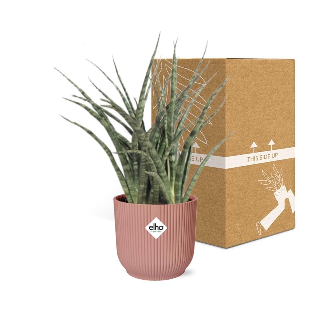 Sansevieria Fernwood Punk in ELHO Vibes Fold 14cm roze (21722)