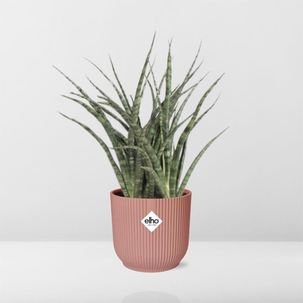 Sansevieria Fernwood Punk in ELHO Vibes Fold 14cm roze (21722)