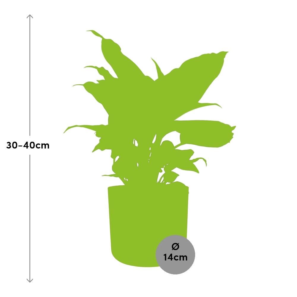 Dieffenbachia ‘Camilla’ in ELHO b.for soft rond 14cm brique (21500)