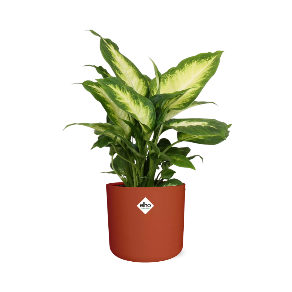 Dieffenbachia ‘Camilla’ in ELHO b.for soft rond 14cm brique (21500)