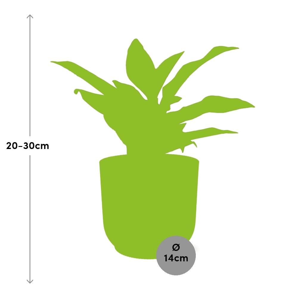 Aglaonema Crete in ELHO Vibes Fold 14cm geel (21697)