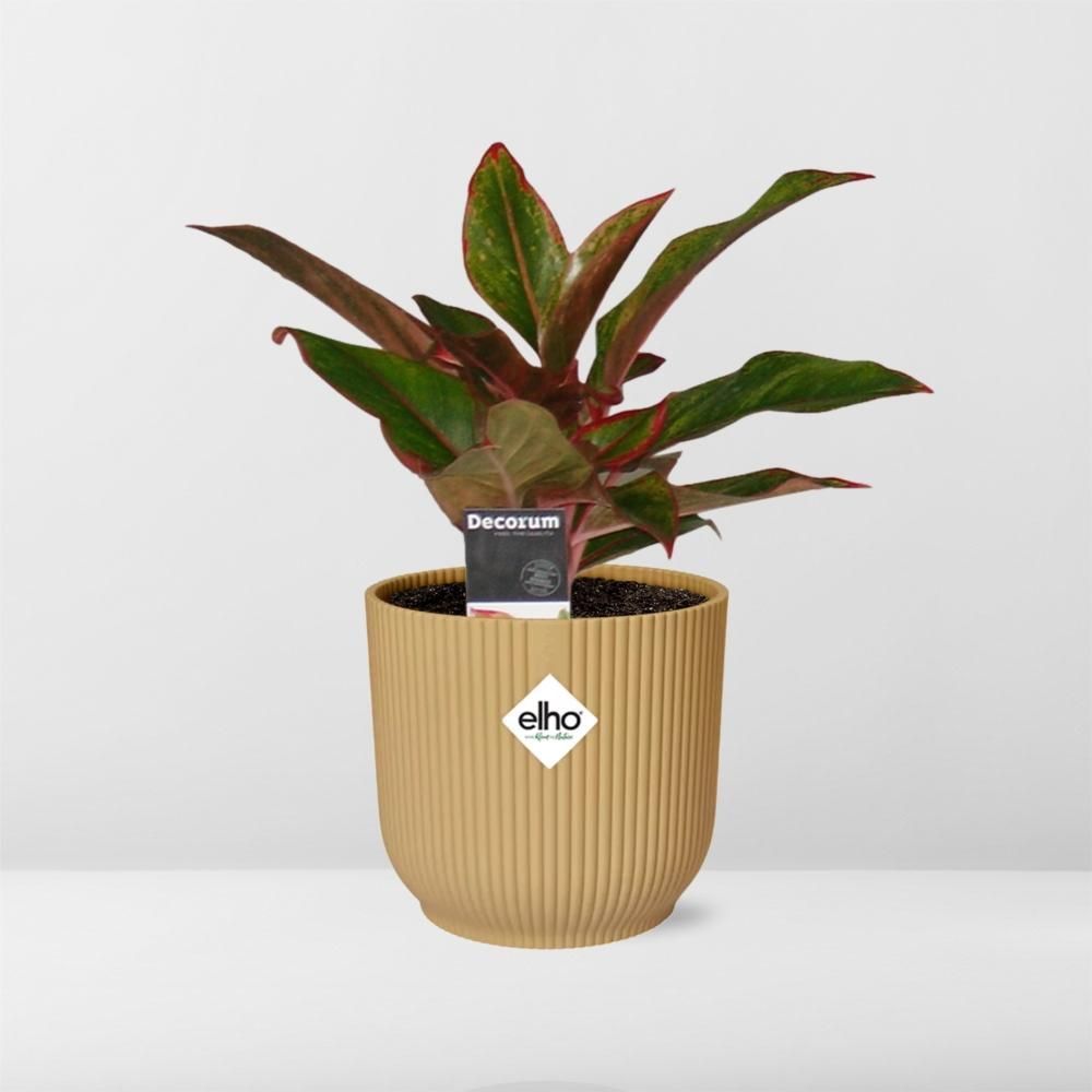 Aglaonema Crete in ELHO Vibes Fold 14cm geel (21697)