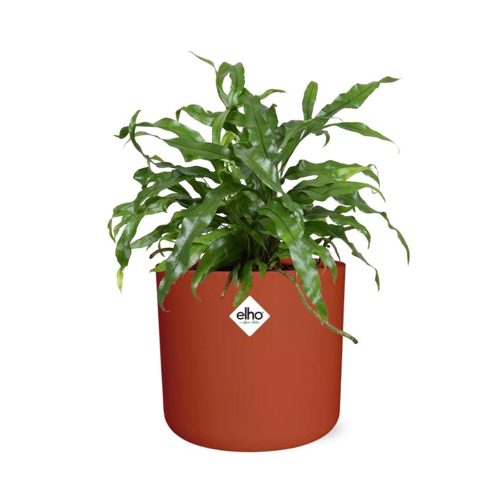 Microsorum Diversifolium in ELHO b.for soft rond 14cm brique (21783)