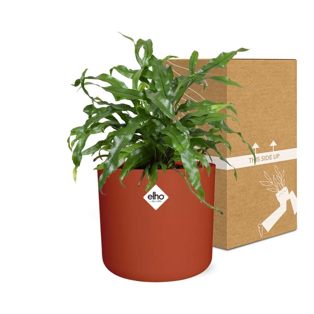 Microsorum Diversifolium in ELHO b.for soft rond 14cm brique (21783)