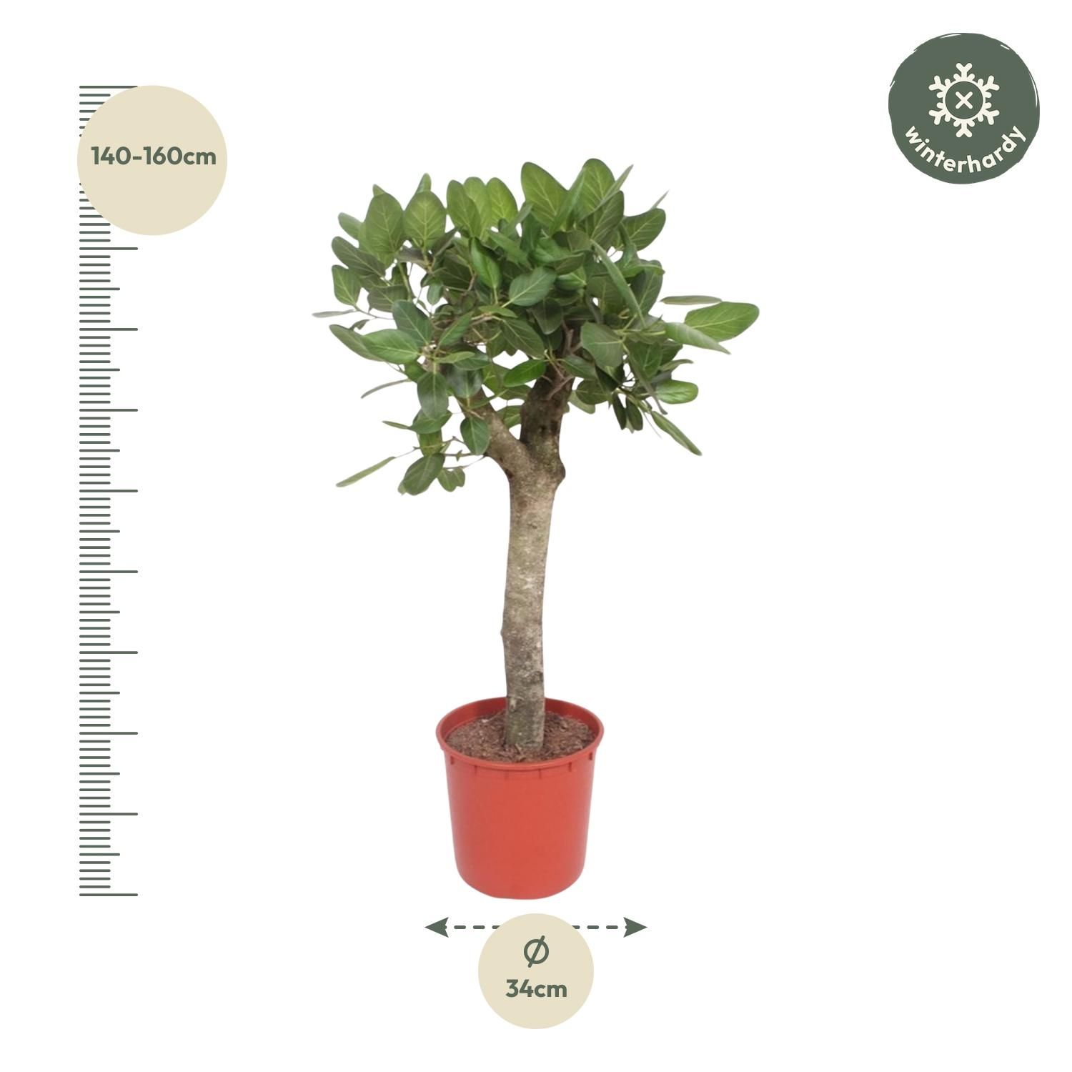 Ficus Benghalensis boom - 150 cm - ø30 (8721055690719)