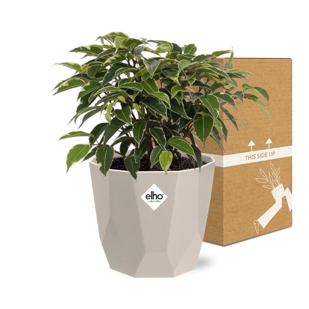 Ficus Benjamina Kinky in ELHO b.for rock 14 cm warm grey (21774)