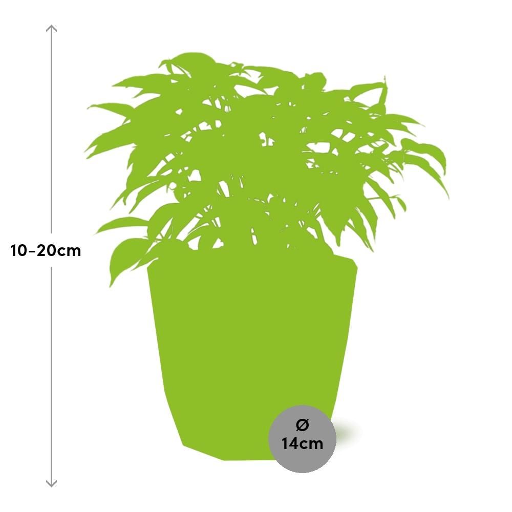 Ficus Benjamina Kinky in ELHO b.for rock 14 cm warm grey (21774)