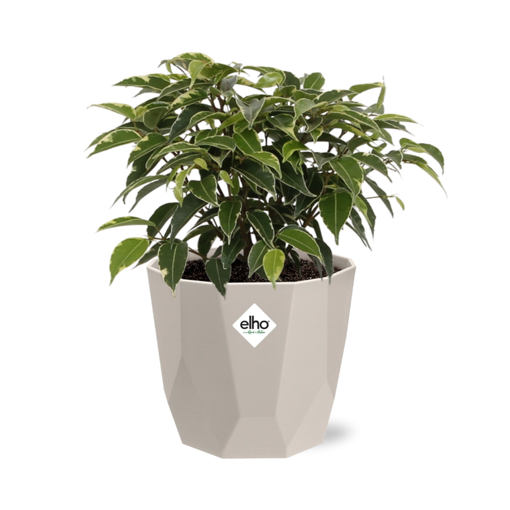 Ficus Benjamina Kinky in ELHO b.for rock 14 cm warm grey (21774)