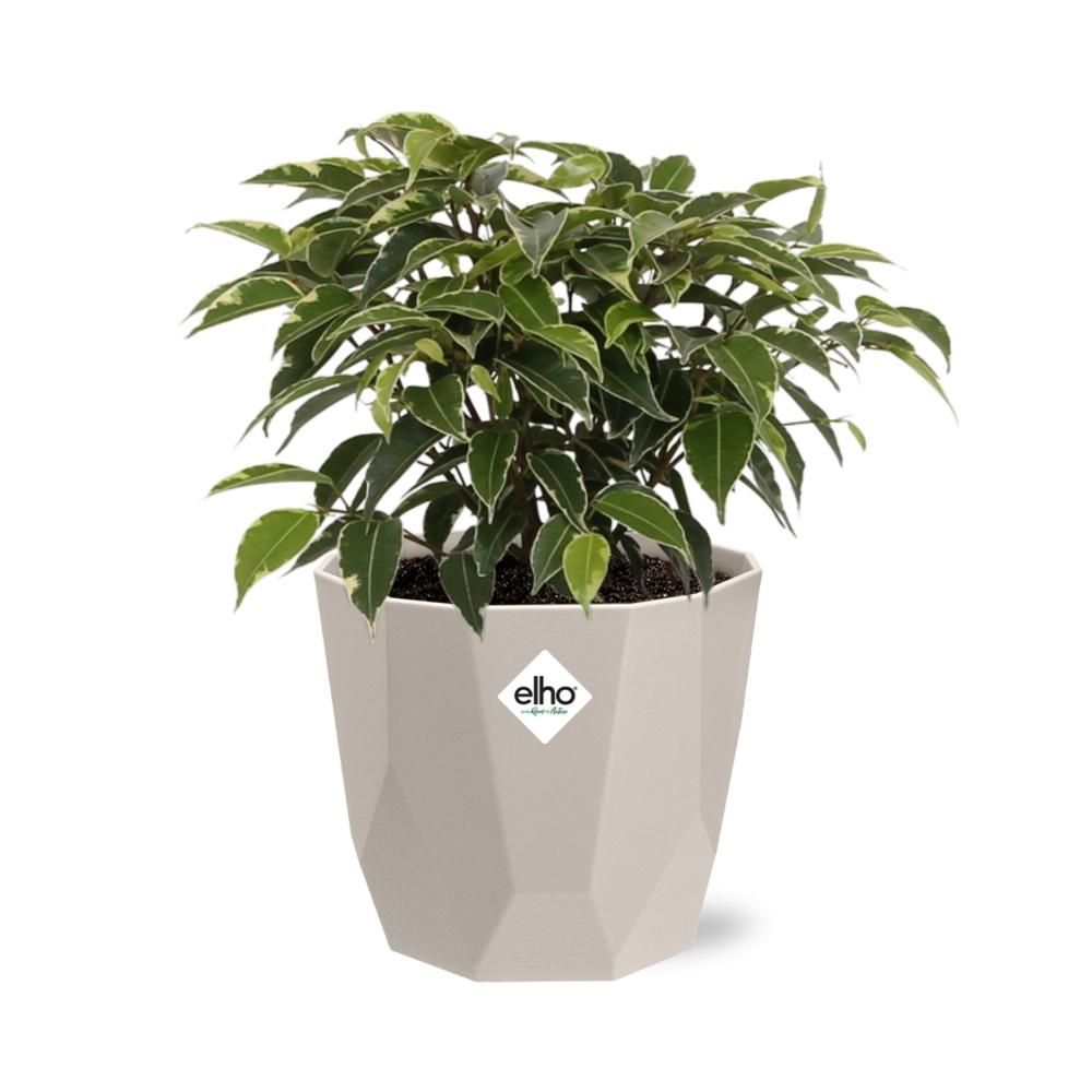 Ficus Benjamina Kinky in ELHO b.for rock 14 cm warm grey (21774)